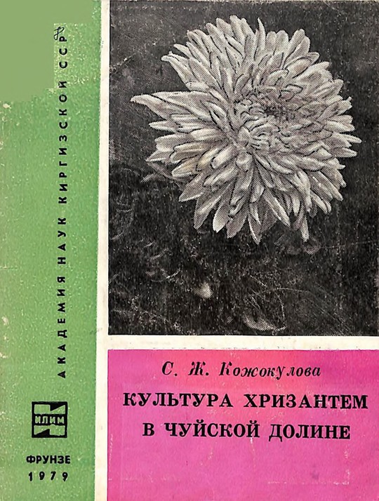 Культура хризантем в чуйской долине