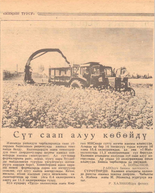 Сүт саап алуу көбөйдү