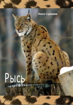 Рысь